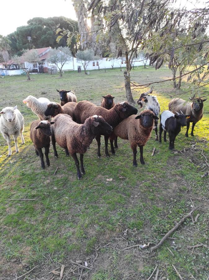 הוסטל טומאר Fazenda Do Marante מראה חיצוני תמונה